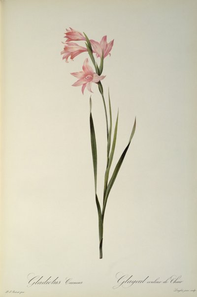 Gladiolus Carneus, uit `Les Liliacees